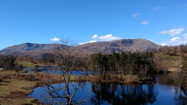 Nature, Green, Forest. Free Stock Video - Pixabay