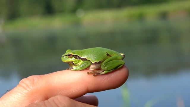 Видео — Лягушка-незацепляйка Premier Funky frog