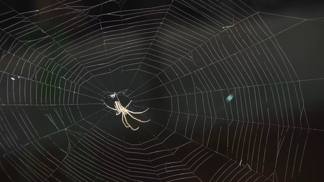 Spider Web Cobweb - Free video on Pixabay