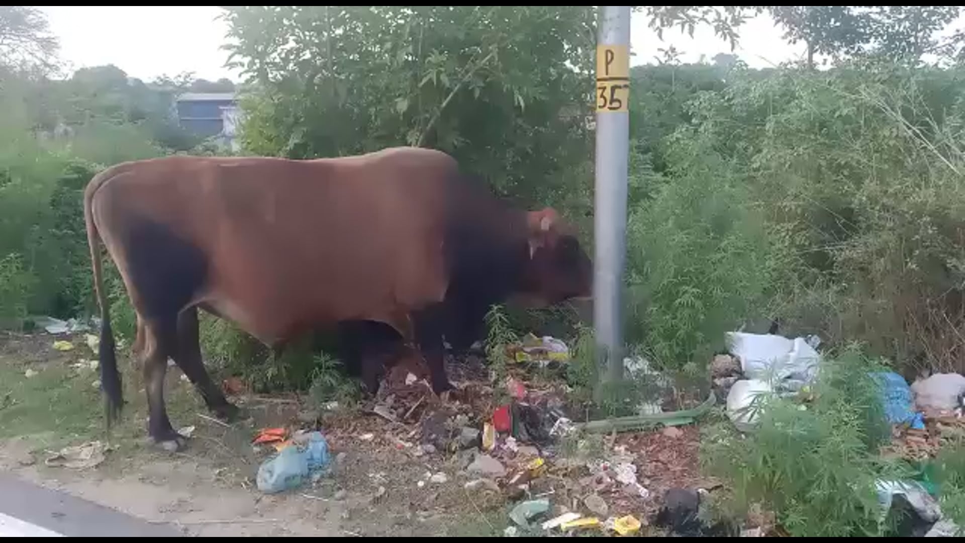 इंदौरा क्षेत्र में बेसहारा गोवंश घूम रहा सड़को ओर