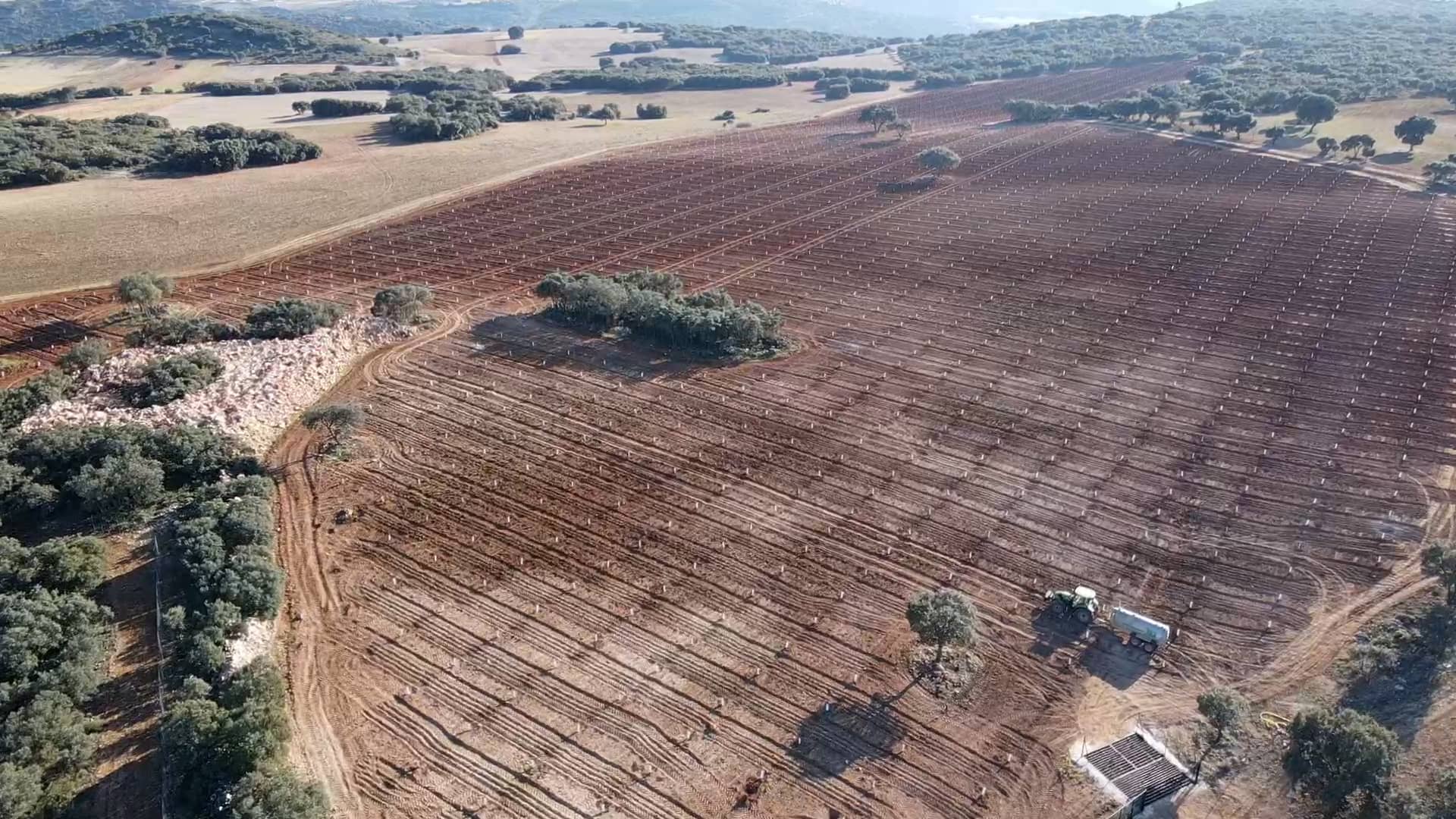 Pianta Di Pistacchio Sirora Femmina In Vaso, Portainnesto UCB1, Vigorosa E Produttiva Per Professionisti E Hobbisti