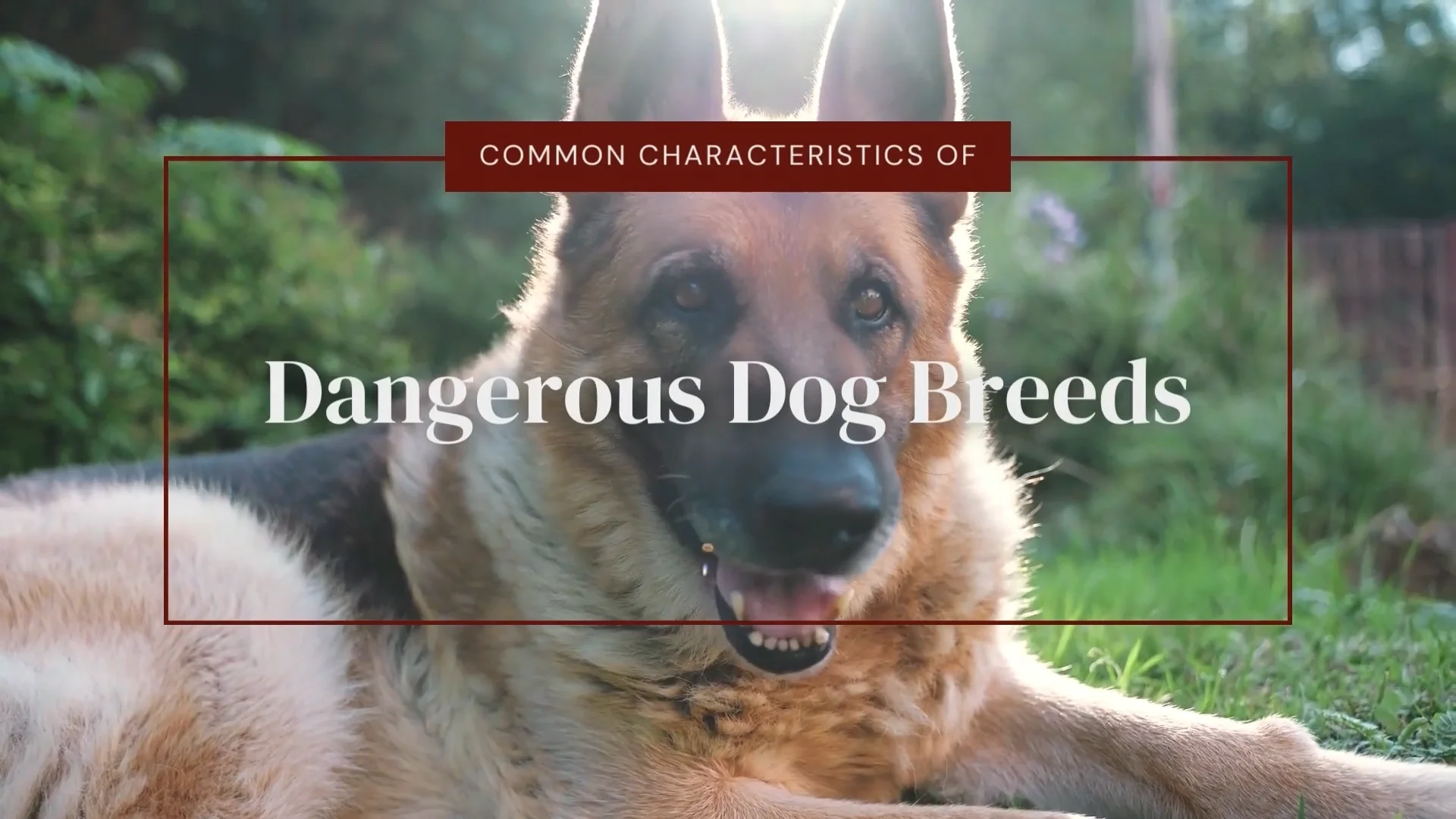 Common Characteristics of Dangerous Breeds Briskman Briskman