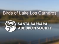 Birds of Lake Los Carneros