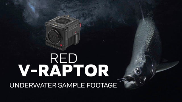 RED V-Raptor by Cristian Dimitrius - Videos - Backscatter