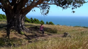 Hike Mount Tam to Stinson Beach and back up Steep Ravine