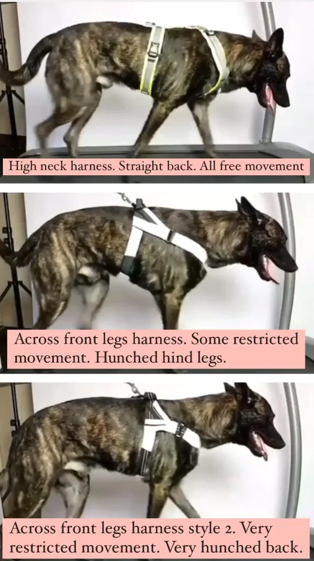 Dog harness shoulder clearance movement