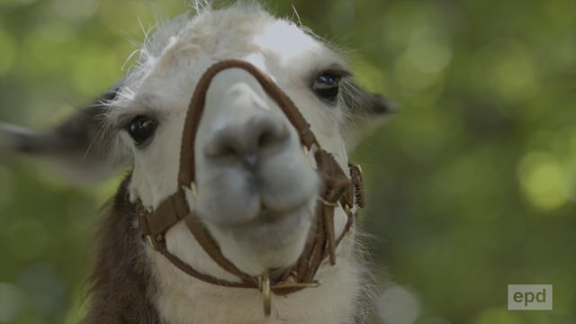 Durch Lama-Wanderungen zu Gott und sich selbst finden