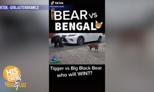 Cat VS Bear
