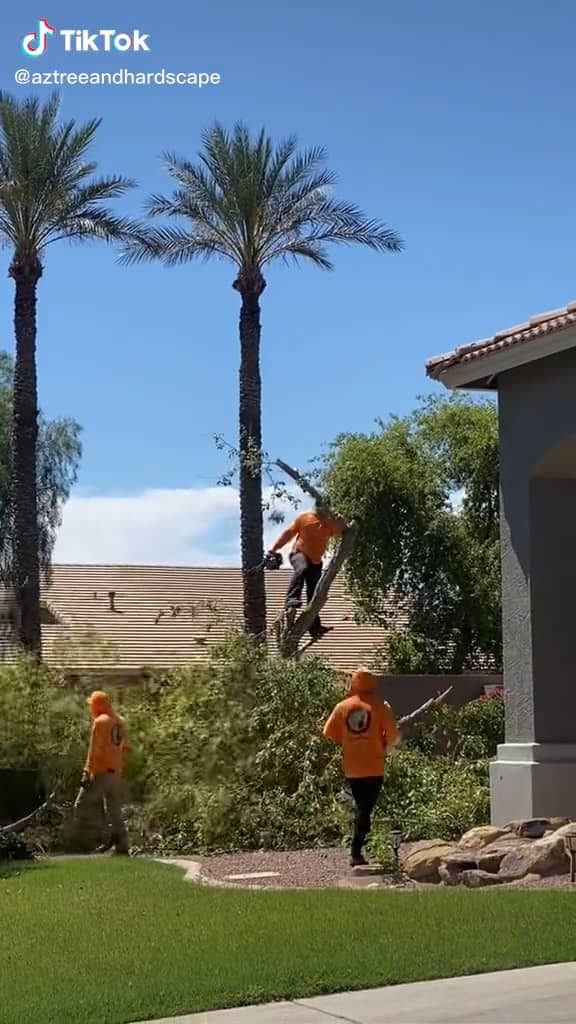 AZ Tree and Hardscape 1.MOV on Vimeo