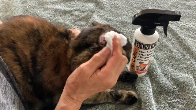 ringworm in cats paws