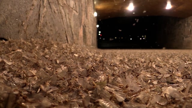 Mayflies Shadflies Bugs - Free video on Pixabay