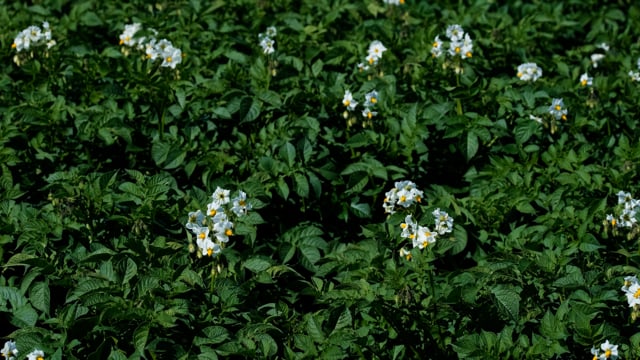 4以上の無料じゃがいもの花 花動画 Hd 4kクリップ Pixabay