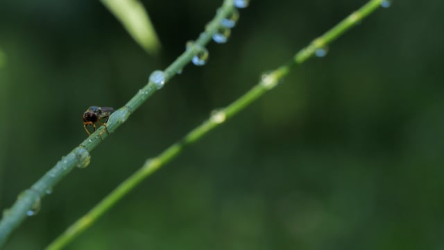 Hover Fly Insect Bull - Free video on Pixabay