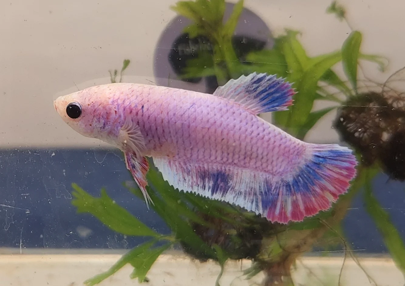 Hmpk best sale betta female