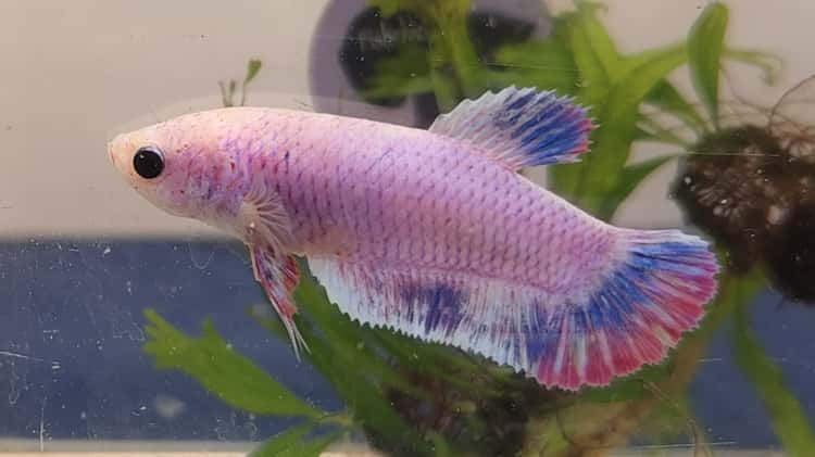 roi betta