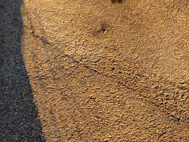 Video 1: My dog, Gracie