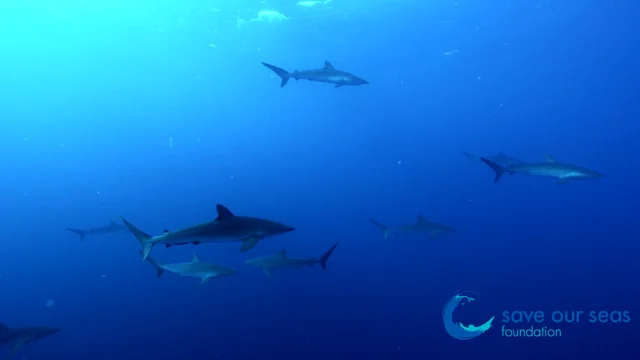 Silky shark - Save Our Seas Foundation
