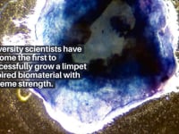 Newswise:Video Embedded scientists-develop-new-material-inspired-by-limpets-with-super-strength