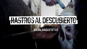 ¿LOS ANIMALES SIENTEN? Extensa evidencia de CRUELDAD ANIMAL en RASTROS en México