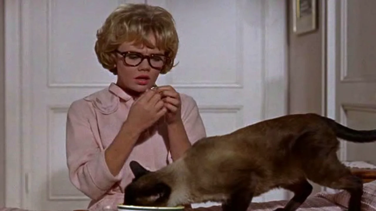 That darn cat 1965 full movie online free new arrivals