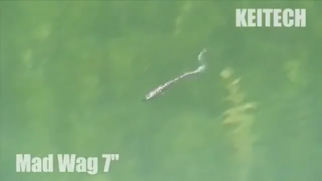 Keitech Mad Wag Slim Soft Plastic U-Tail Worm — Discount Tackle