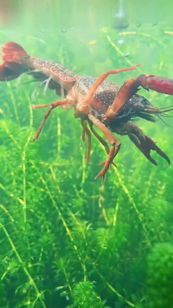 eat-aquatic-plants-on-vimeo