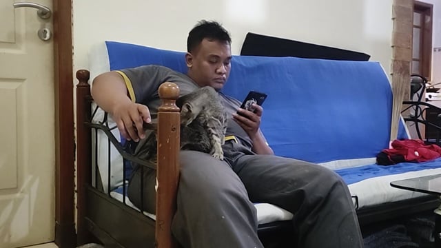 Man and cats