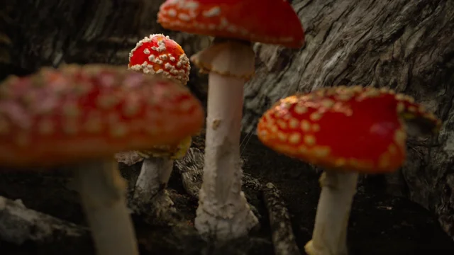 Fantastic fungi online putlocker