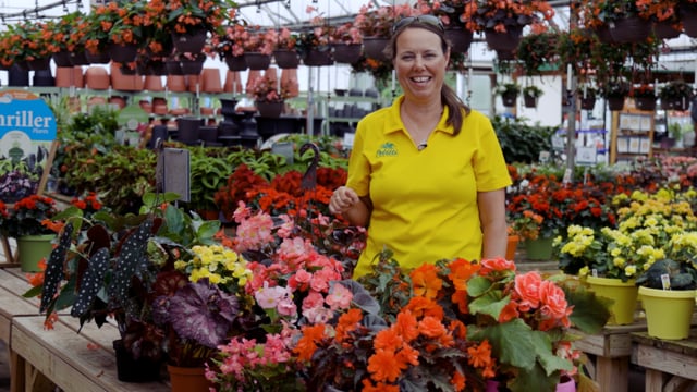 Begonia Spotlight | Grow for Shade, Deer Resistance, & Pollinators