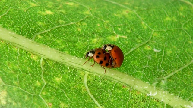 20+ sinopsis lady bird