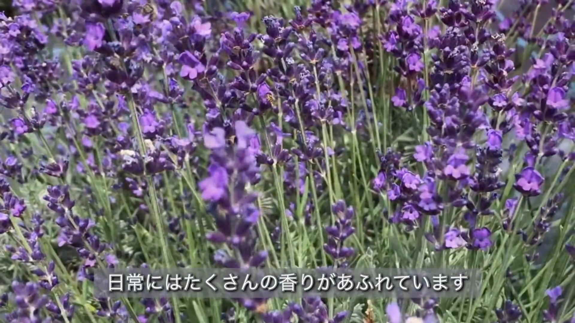 予告編動画のサムネイル画像