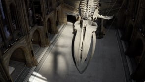 Natural History Museum - WPY