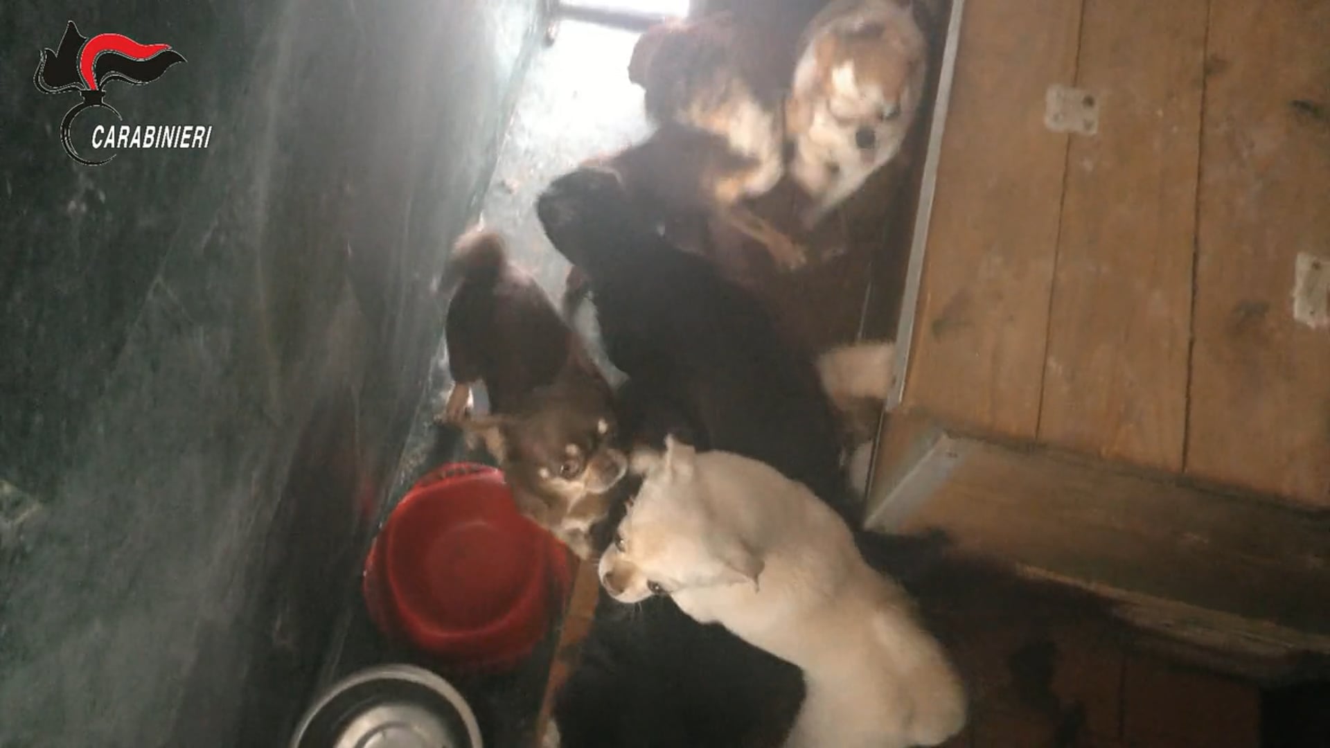 L'odissea dei cagnolini di Tre Castelli, chiuse le indagini: 15 indagati - VIDEO 