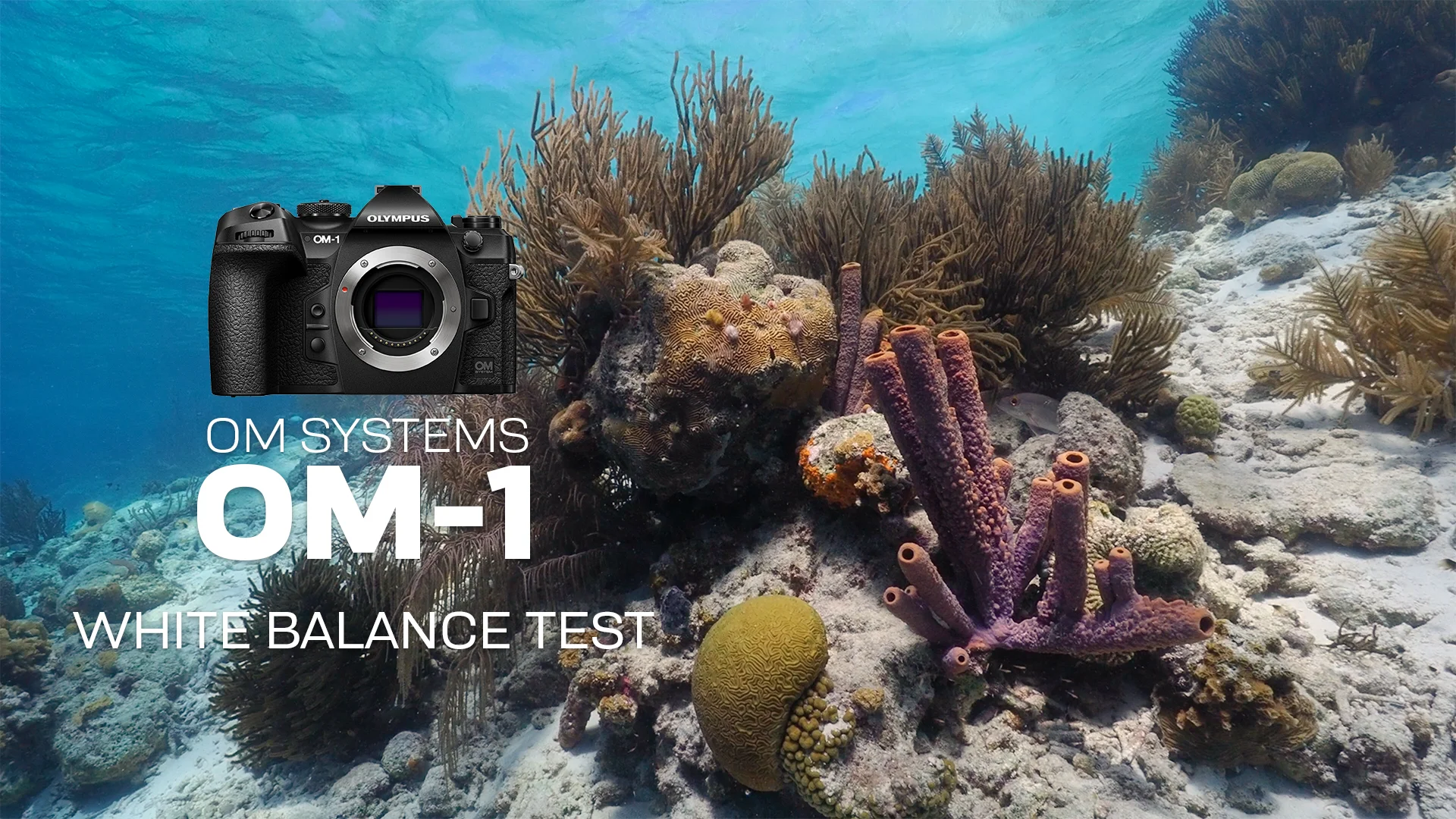 white balance for underwater photography