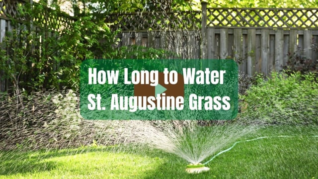 How Long to Water St. Augustine Grass - Houston Grass