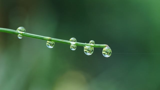 Bull Dewdrop Morning Dew - Free video on Pixabay