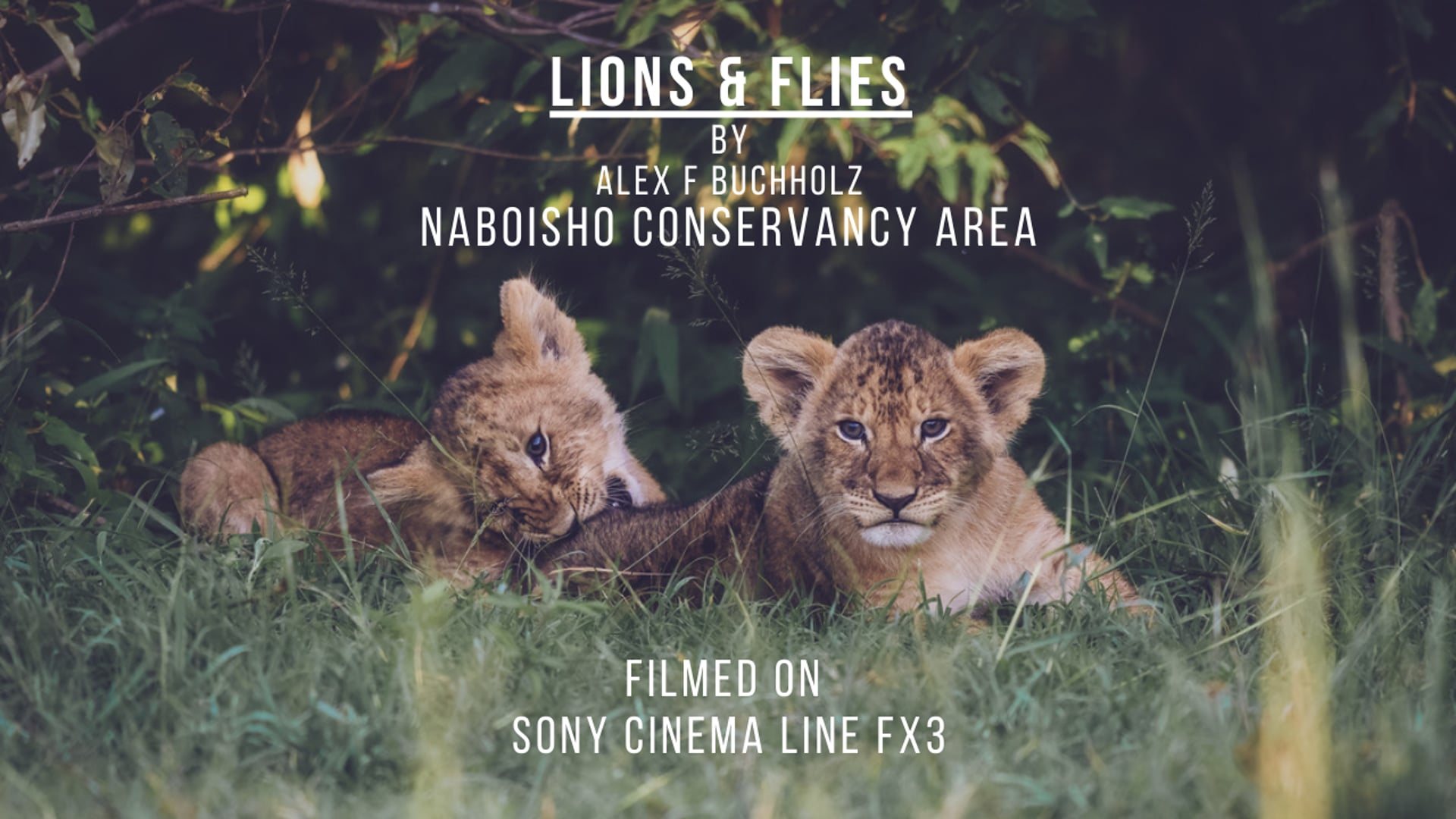 Lions & Flies | Filmed on a Sony Cinema Line FX3 in the Naboisho Conservancy Area (Maasai Mara)