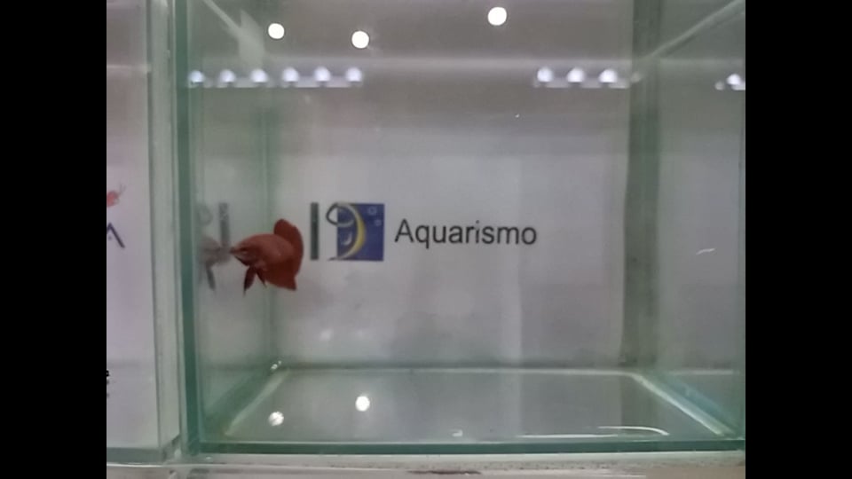 Best of Show
