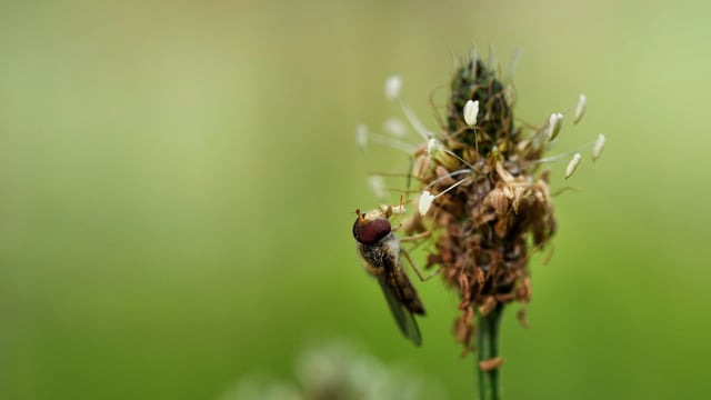 2以上の無料オオバコの花 ハナアブ動画 Hd 4kクリップ Pixabay