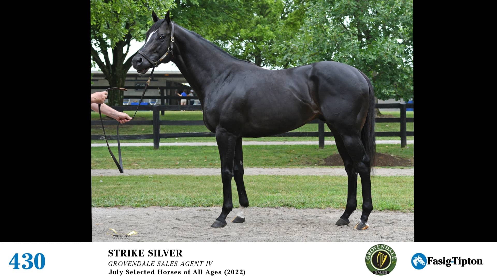 2022 FasigTipton July Selected Horses of All Ages Sale Hip 430