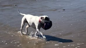 Roxy Celebration of Life - Customer Success Story