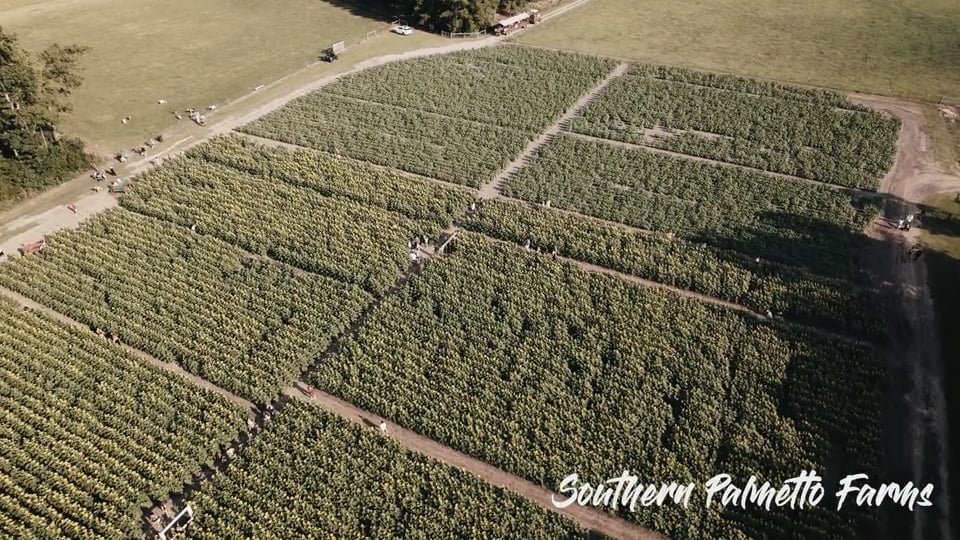 Southern Palmetto Farms on Vimeo