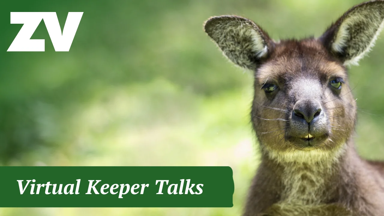 Kangaroo keeper discount