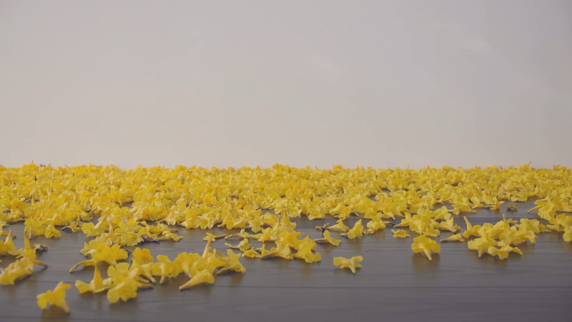 'Allora & Calzadilla - Spectres of Noon' at the Menil Collection (Houston)