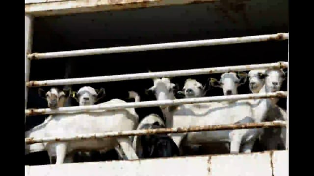 Saudi Arabia’s sacrifice project ‘Adahi’ says over 400,000 sheep slaughtered during this year’s Hajj season - the columbus dispatch