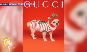 Gucci for Poochies