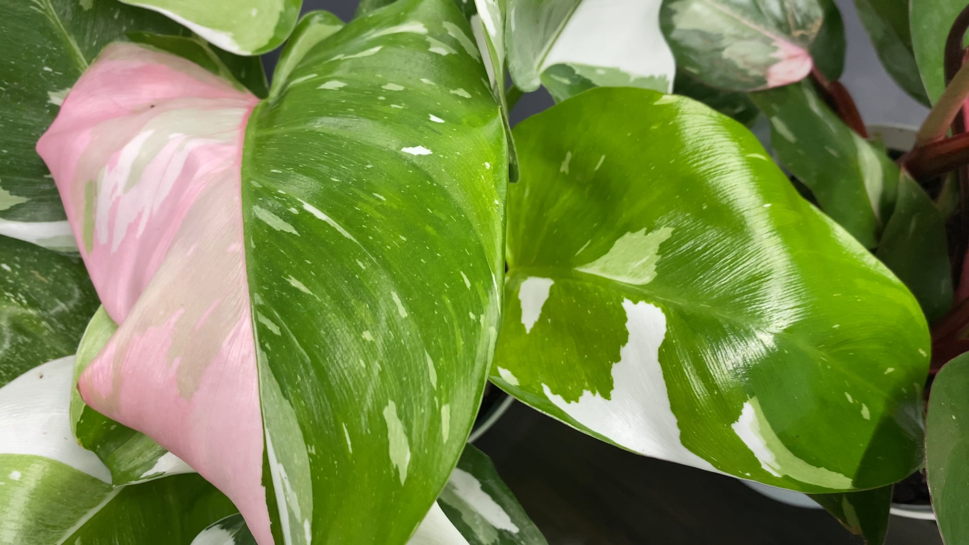 My Rare Plant Collection