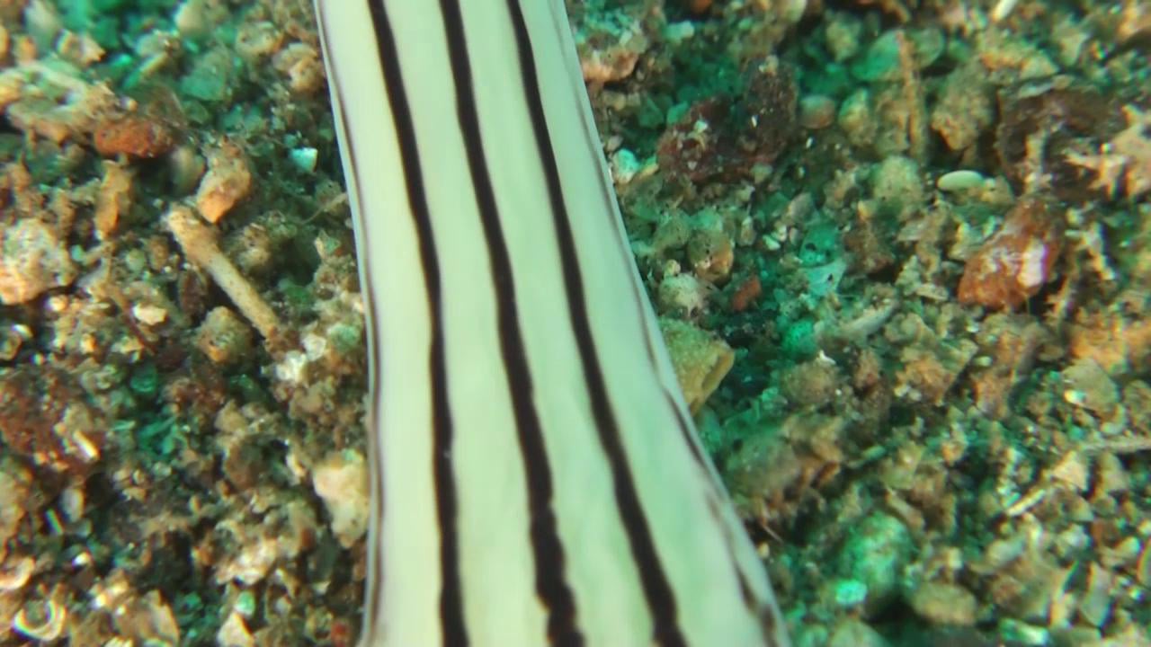 Marine Ribbon Worm