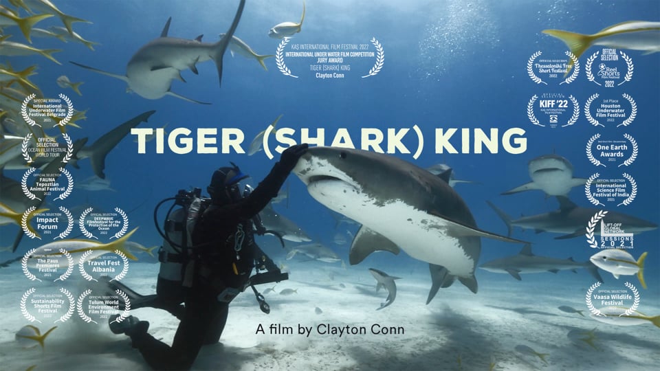 Tiger (Shark) King on Vimeo