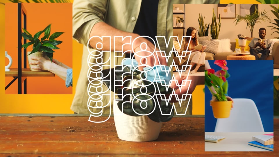 Costa Farms | All Thumbs Are Green